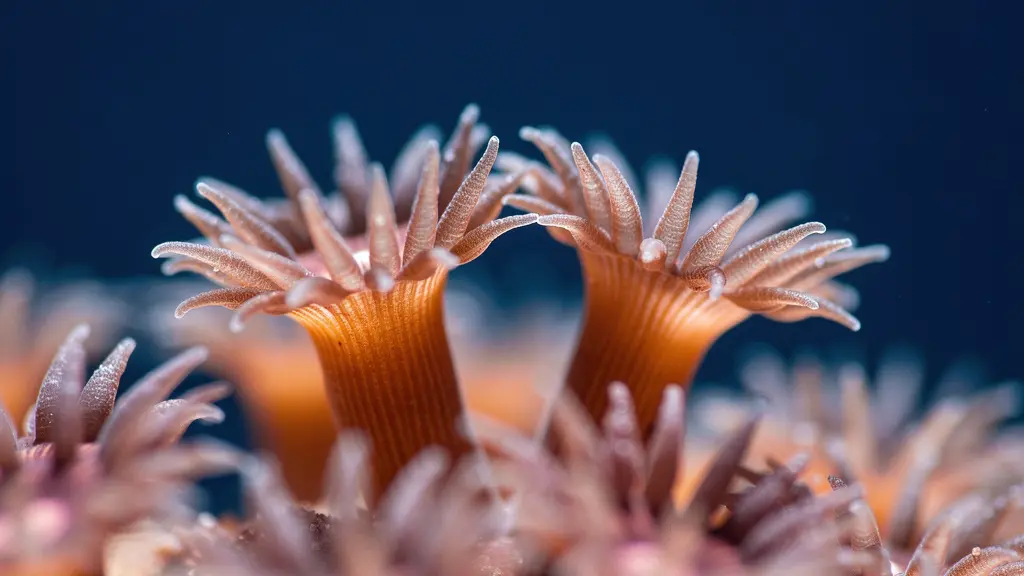 Vue macro extrême de polypes de corail avec leurs tentacules délicats déployés, montrant la fragilité microscopique de ces organismes vivants